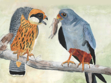 Ünneplőbe öltözött madaraink - pályázat Ünneplőbe öltözött madaraink - pályázat