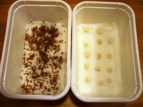 Így kertészkedj a gyerekekkel a konyhában!