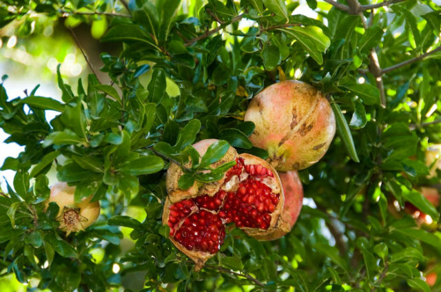 Spanyolországban így érik a gránátalma, Tihanyban kisebbre nőtt, amit láttunk, de gyönyörű pirosan virított