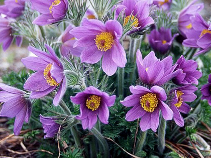 A legjobb március 15-ei programok