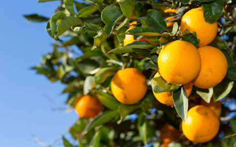 A csodálatos C-vitamin