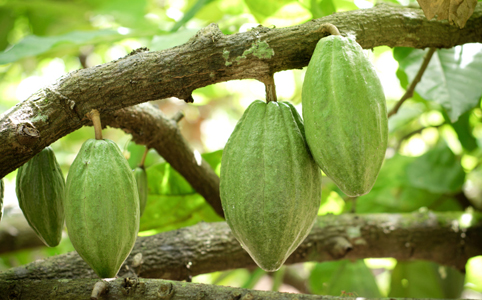 A csodálatos kakaó