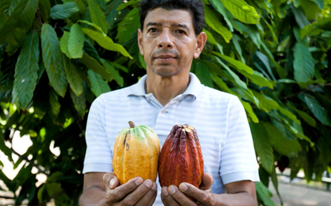 Érdekességek a kakaóról