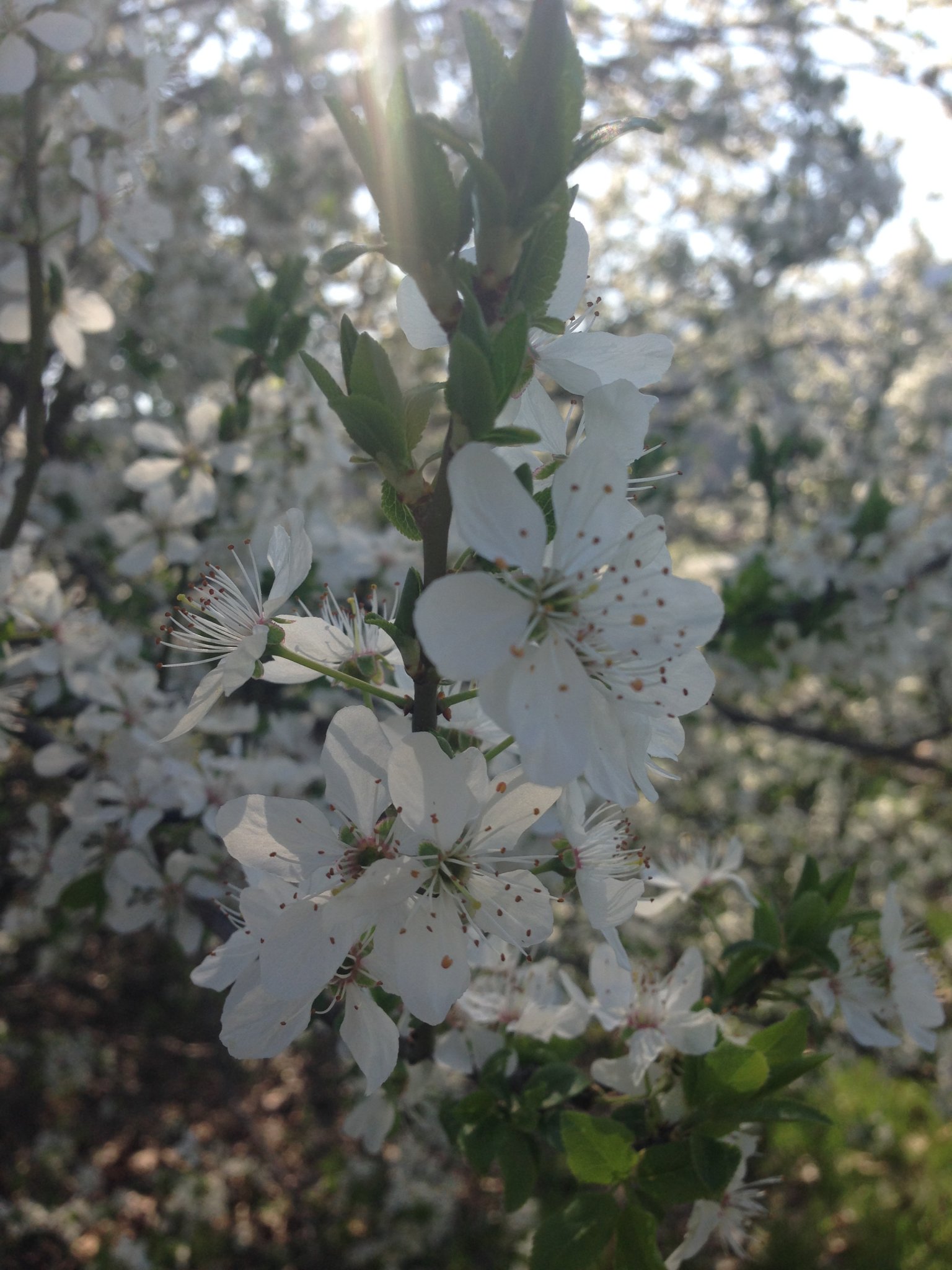 Gyönyörű Dunakanyar