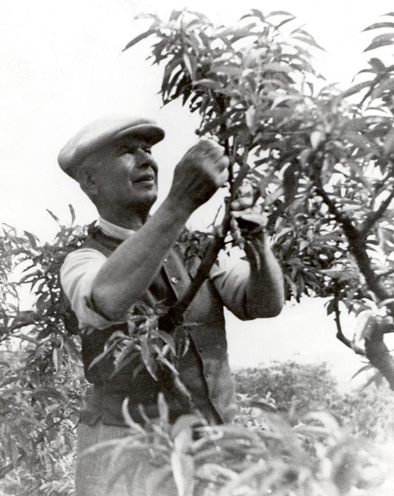 Kiss Manyi kecskét tartott, Tolnay Klári az ablakában nevelte a paprikát