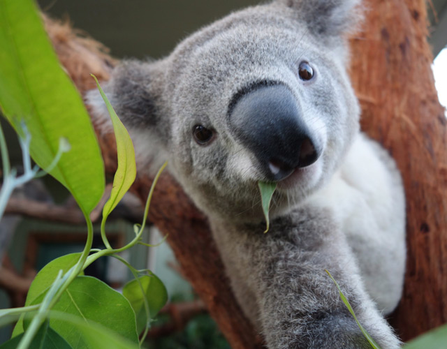 (MTI/EPA/Wild Life Sydney Zoo)