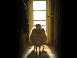 A bárányok harapnak