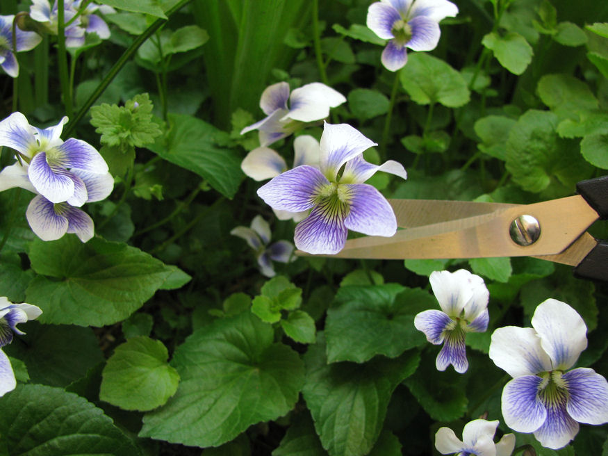 Ehető virág: fotókon az ibolya kandírozása Ehető virág: fotókon az ibolya kandírozása