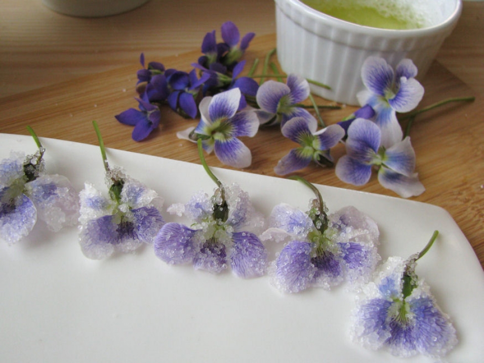 Ehető virág: fotókon az ibolya kandírozása Ehető virág: fotókon az ibolya kandírozása