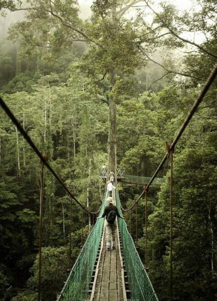 Lélegzetelállító séta a lombok között