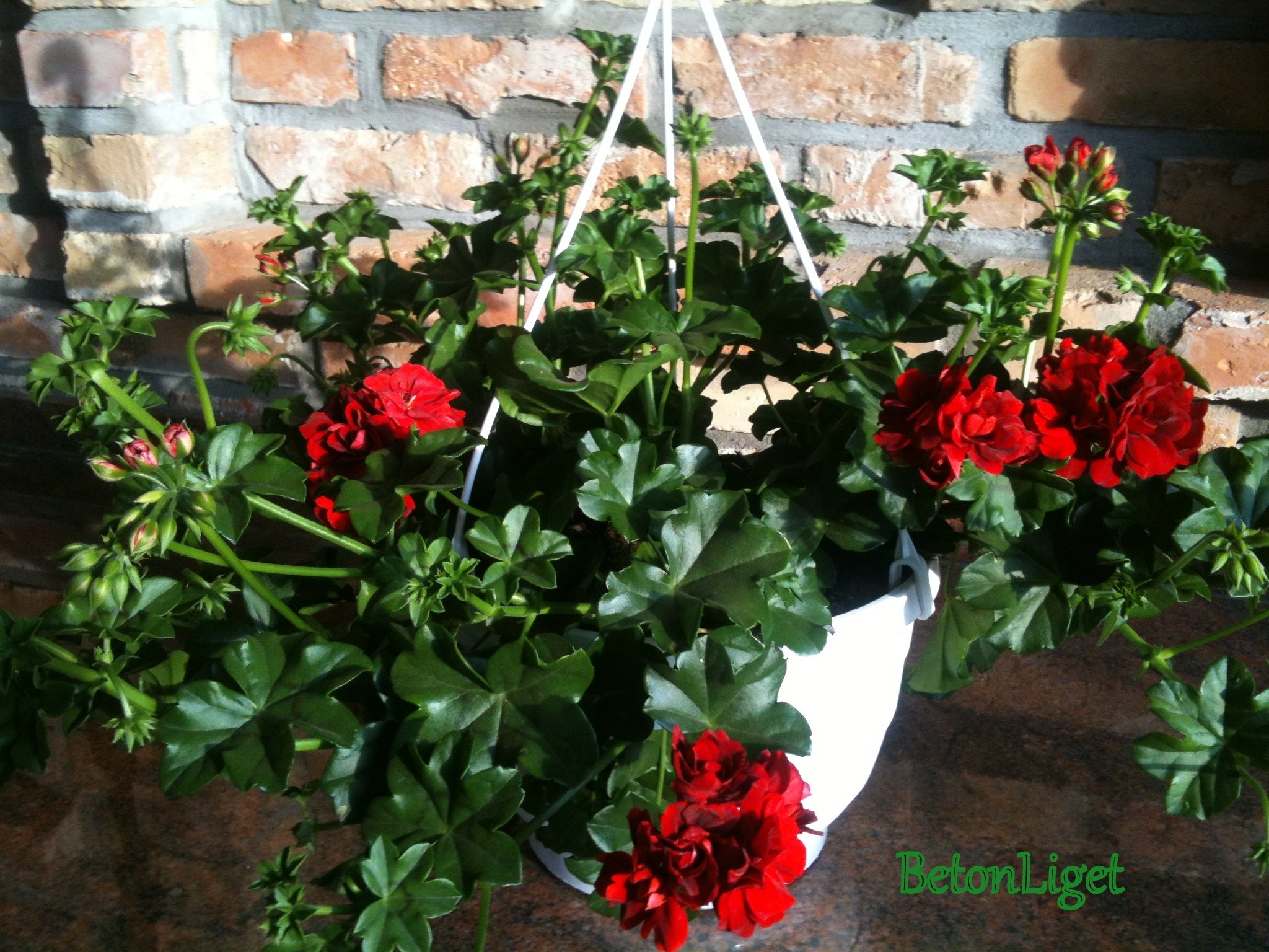 Muskátlit ültetünk: alpesit vagy futót?