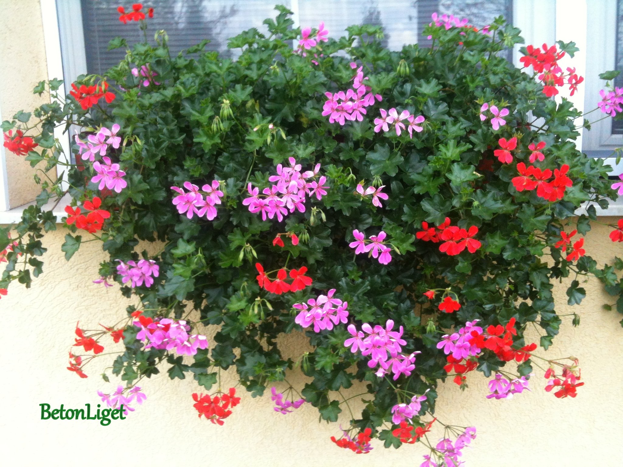 Muskátlit ültetünk: alpesit vagy futót?