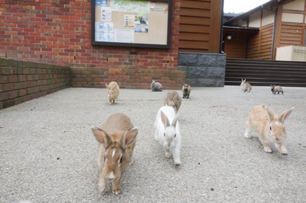 Ez tényleg a nyulak szigete!
