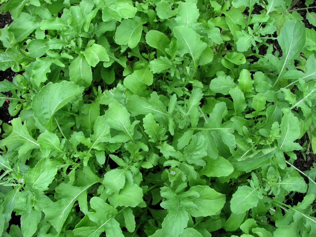 A magról vetett rukkolára egész évben számíthatunk