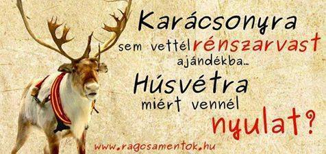 Tényleg ne vegyél nyulat húsvétra, bármenniyre helyes állat is