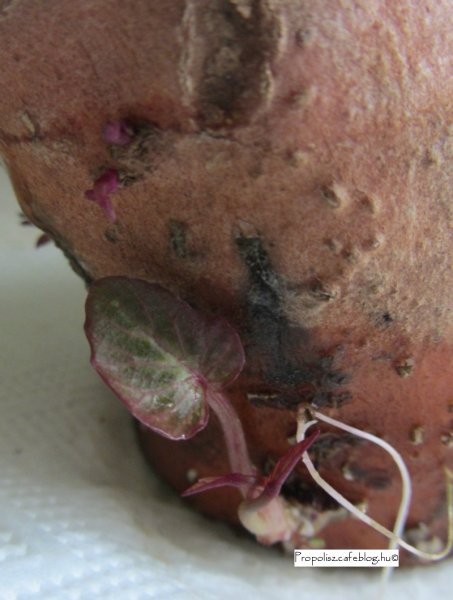 Így nevelj futónövényt a krumpliból!