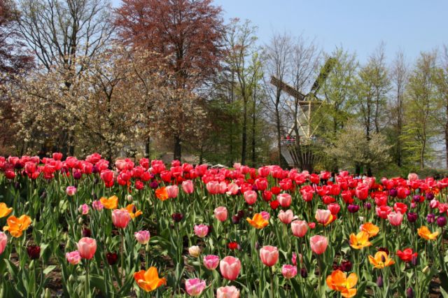 Ház árával vetekedett egykor a tulipánhagyma Ház árával vetekedett egykor a tulipánhagyma