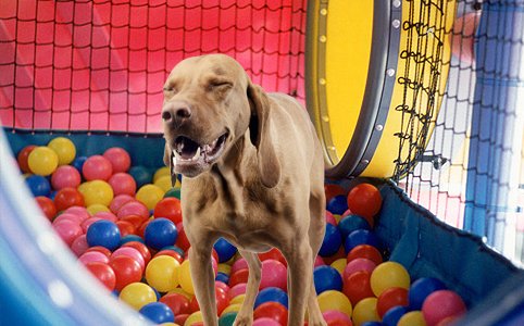 Ide kellene még beengedni a kutyákat - Demény megmondja!