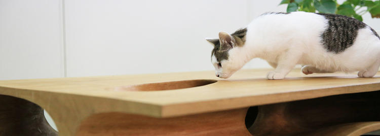 Itt a cicabiztos asztal!