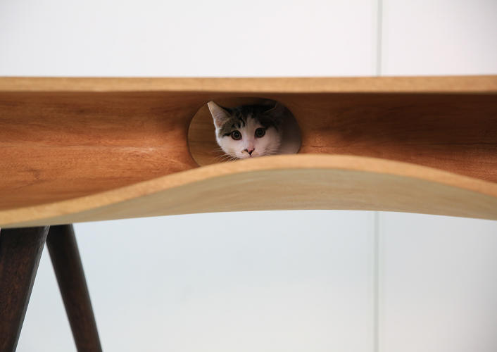 Itt a cicabiztos asztal!