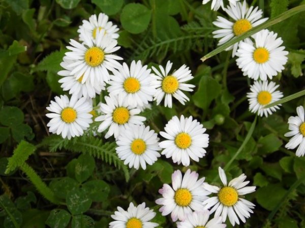 Így készül a tavaszi virágkoszorú