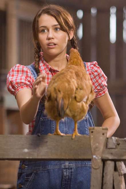 Új örület: tyúkot tartanak a Hollywoodban, és ez nem vicc!