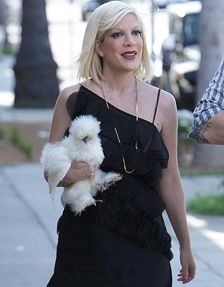 Új örület: tyúkot tartanak a Hollywoodban, és ez nem vicc!