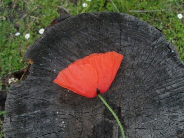 Gyerekkorunk játéka: így készül a pipacsbaba