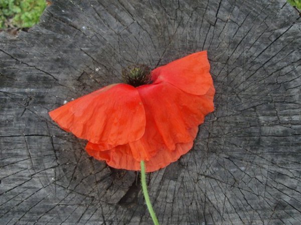 Gyerekkorunk játéka: így készül a pipacsbaba