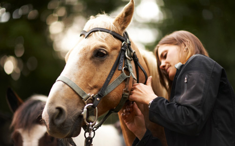 Foglalkozz állatokkal