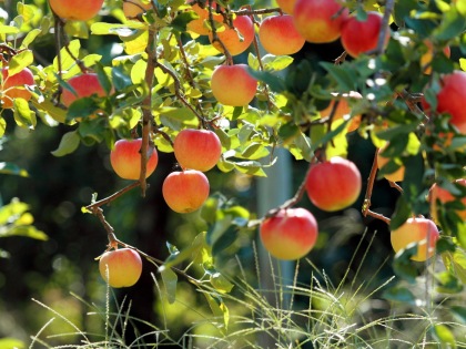 Mitől finomabb a magyar gyümölcs?