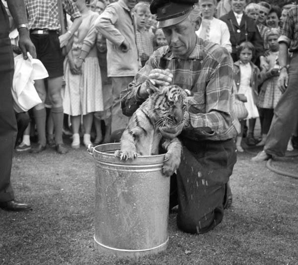 Állatkert 1955-ben - csodás, érdekes fotók