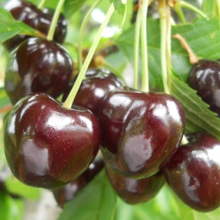 szomolyai fekete cseresznye