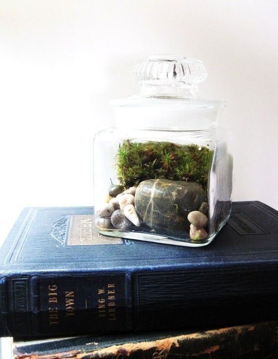 40 éve nem locsolták meg ezt a növényt, és él