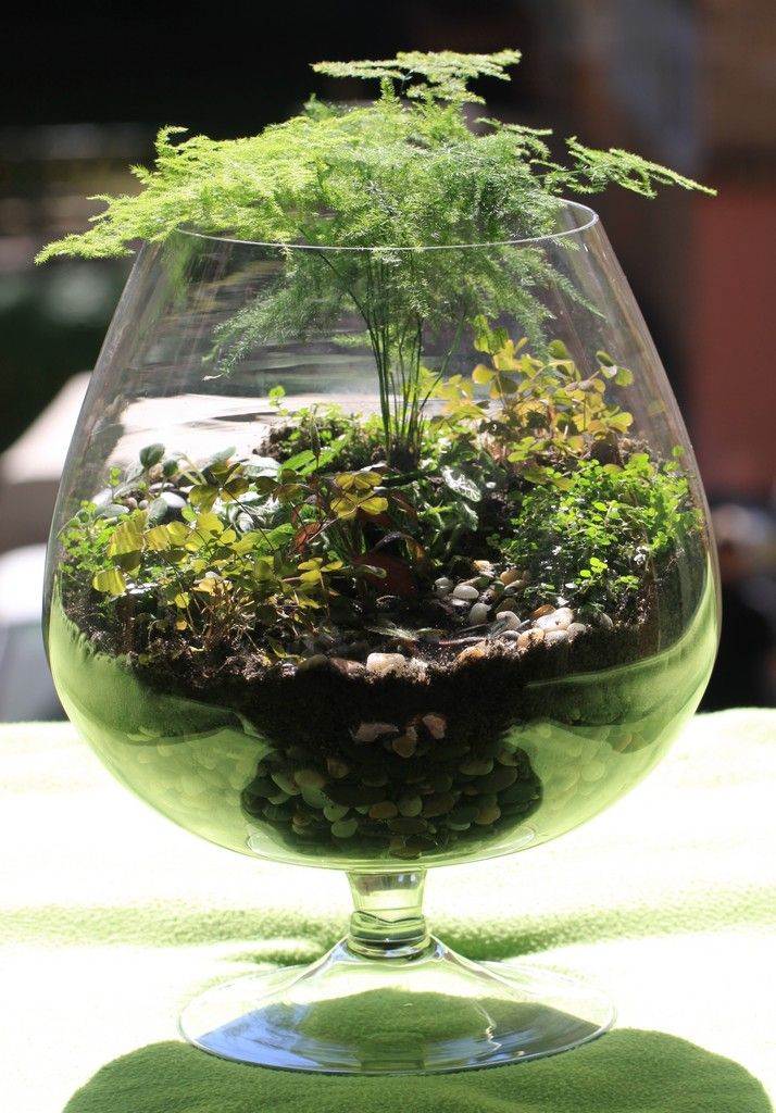 40 éve nem locsolták meg ezt a növényt, és él