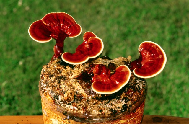 Ázsia csodaszerei Ázsia csodaszerei