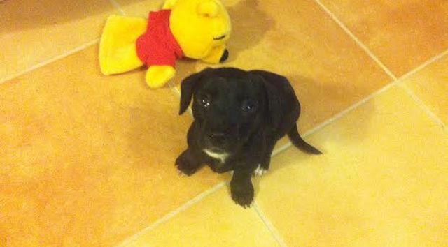 Egy kölyökkutya megtanít az elengedésre