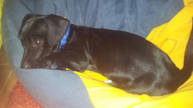 10 dolog, amire megtanít egy kölyökkutya