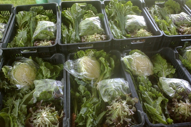 Készülnek a zöldségközösség kincses ládái