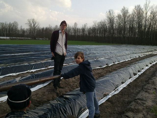 A dán önkéntes is fóliázta a fehér spárgát