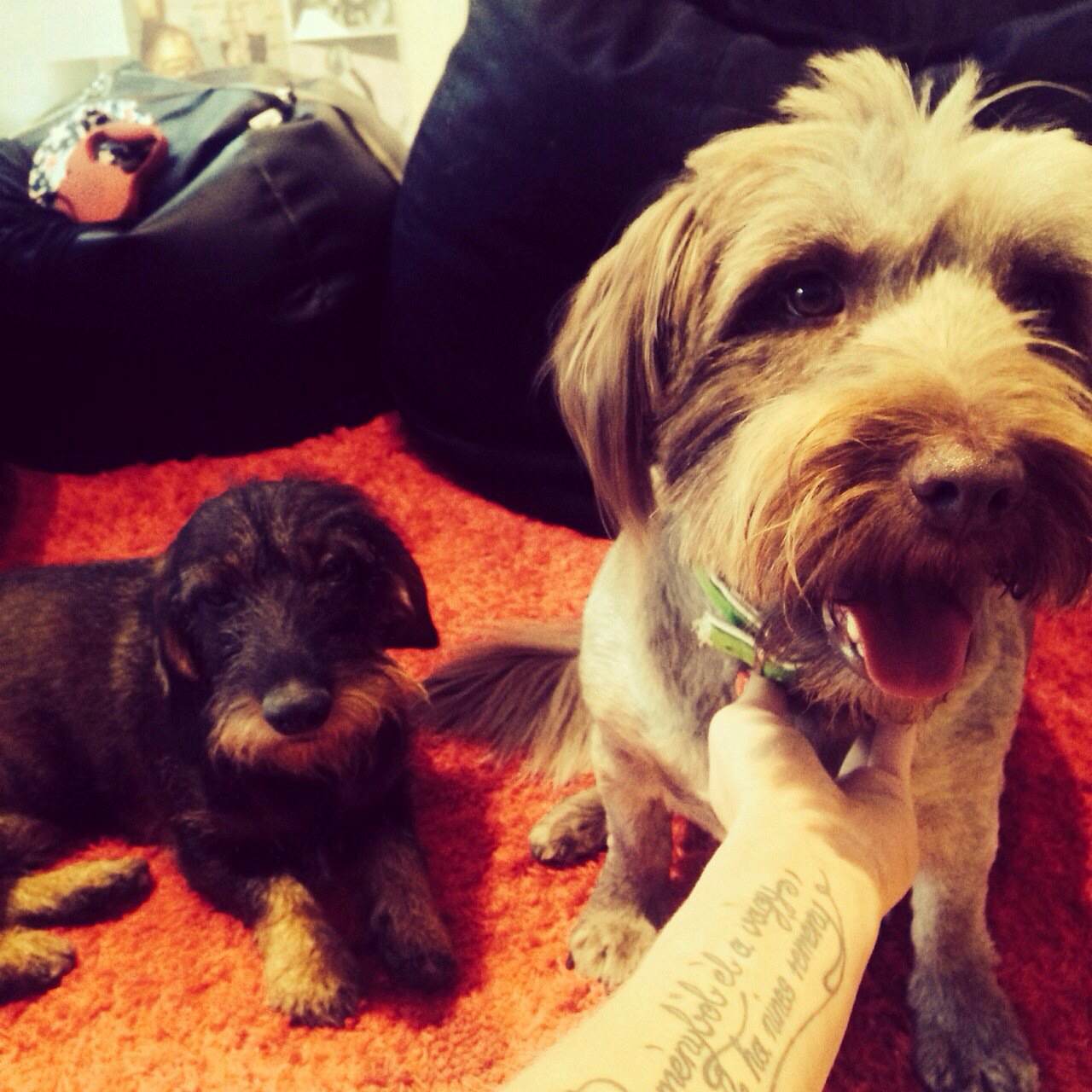 Tóth Gabi: Tóth Gabi: