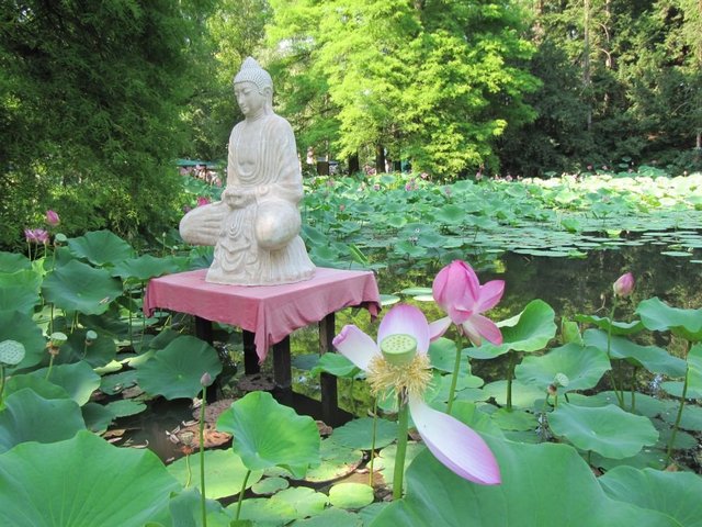 5+1 virágos programajánló júliusra