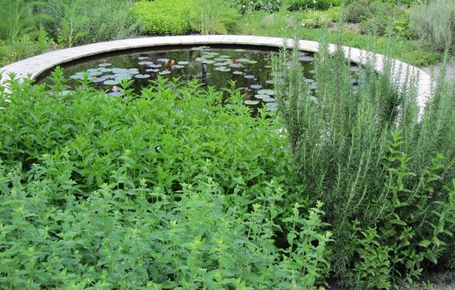 5+1 virágos programajánló júliusra