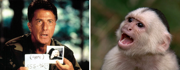 Hollywood tíz legnagyobb majma