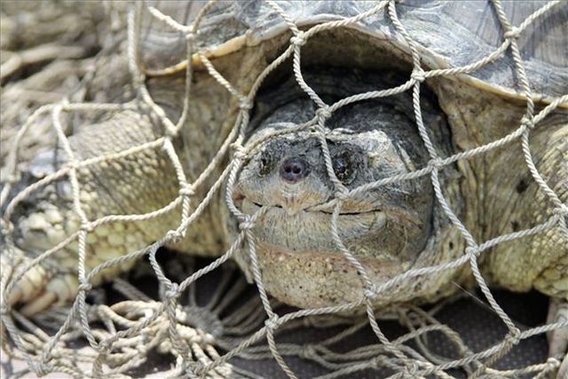 Fotó: Fotó: Szilágyi István / MTI