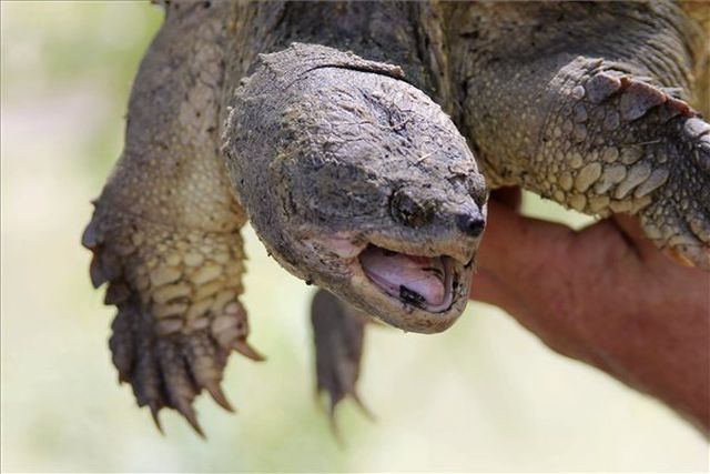 Fotó: Fotó: Szilágyi István / MTI