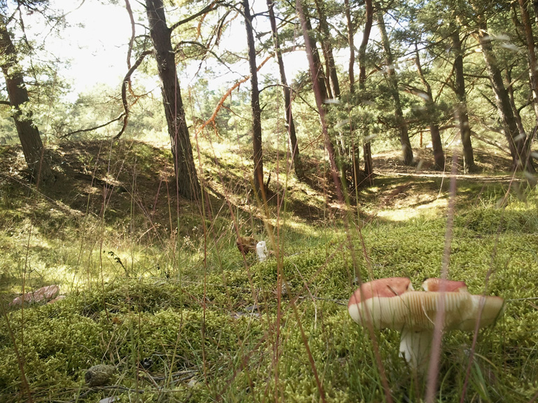 A pihenni vágyóknak tökéletes célpont a békés Észak-Lengyelország