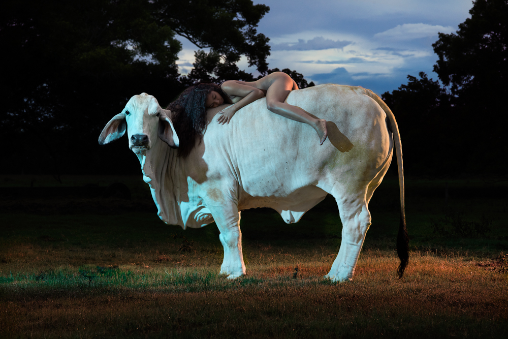 Provokatív: összehasonlította egy tehén és egy nő testét