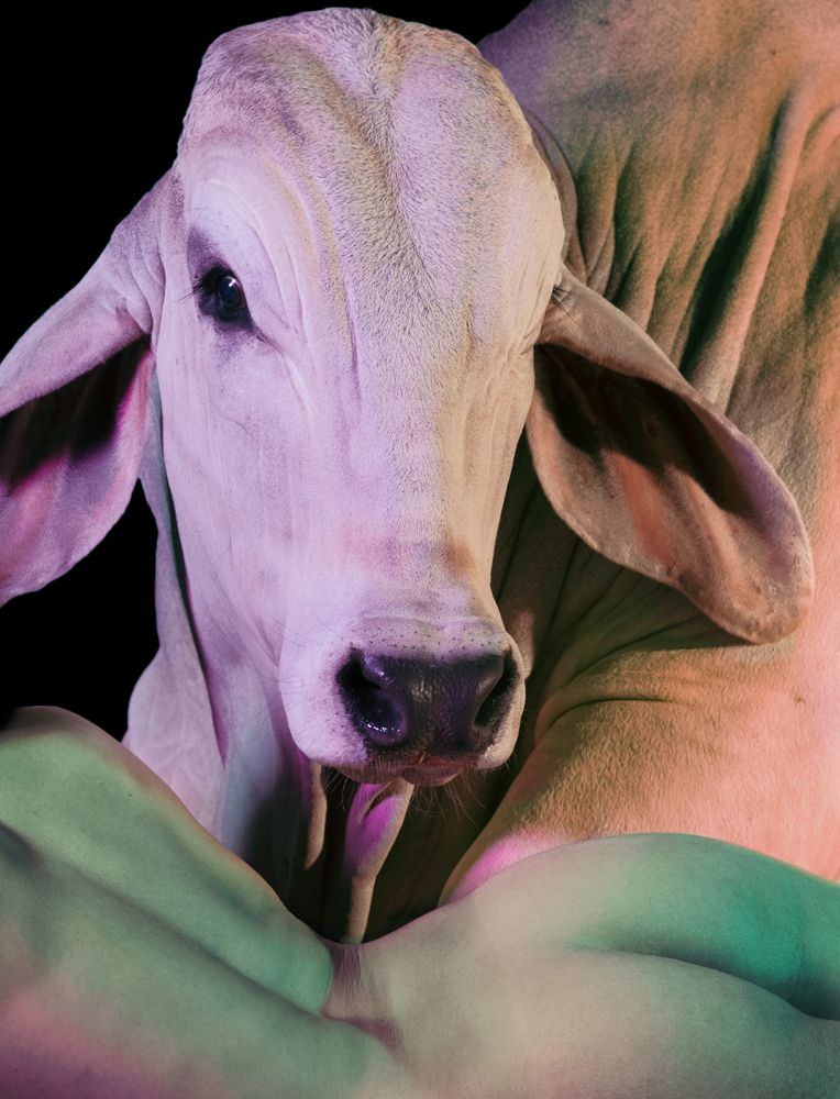 Provokatív: összehasonlította egy tehén és egy nő testét