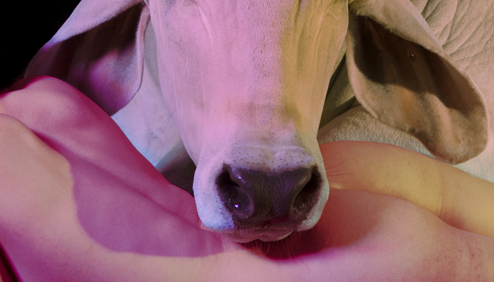 Provokatív: összehasonlította egy tehén és egy nő testét